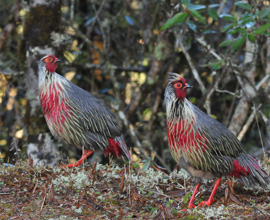 Birder’s Paradise Tour 